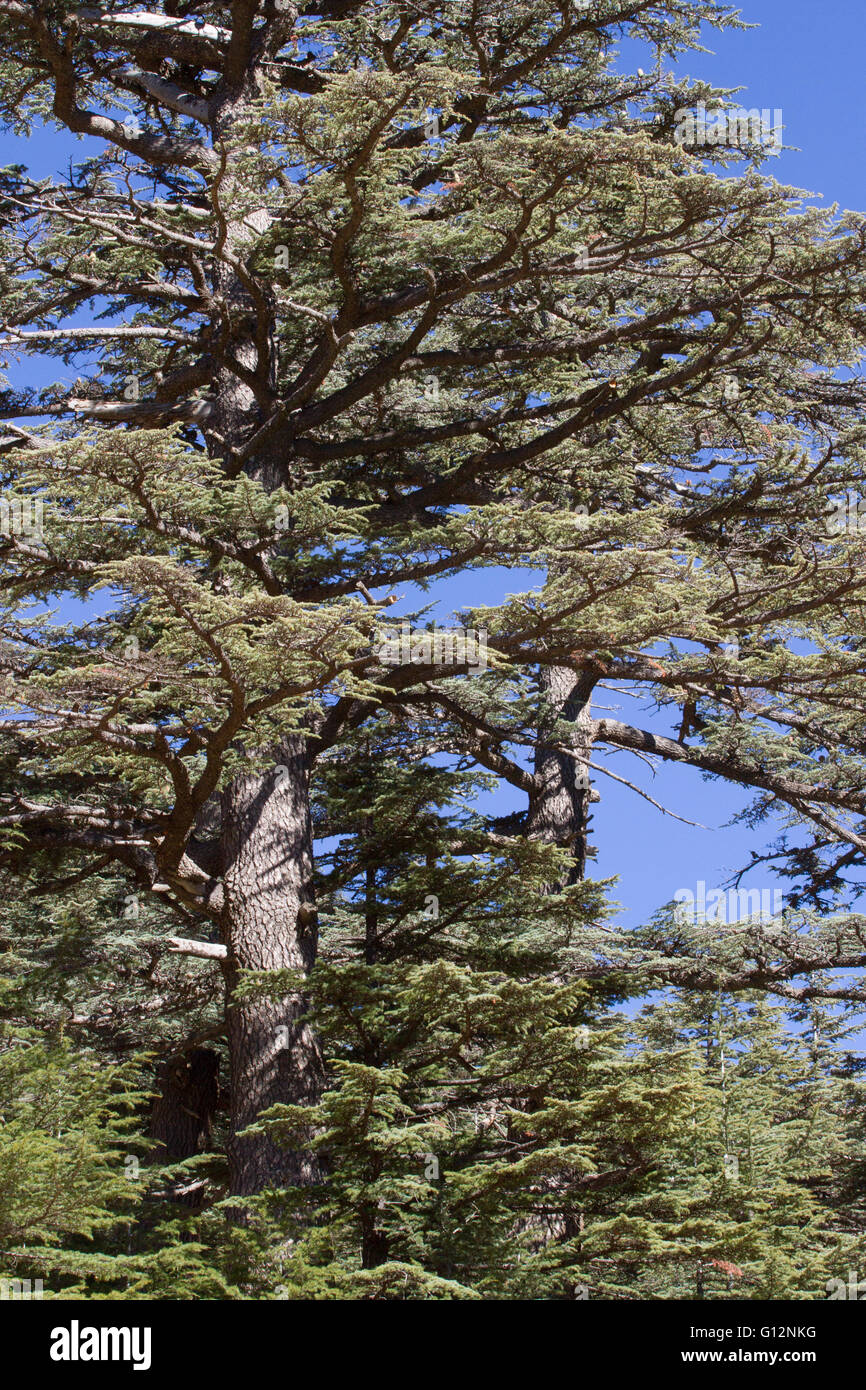 Lebanese cedar tree  the forest in the mountains, Turkey Stock Photo