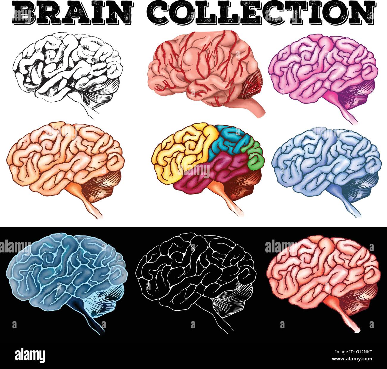 Different design of human brain illustration Stock Vector