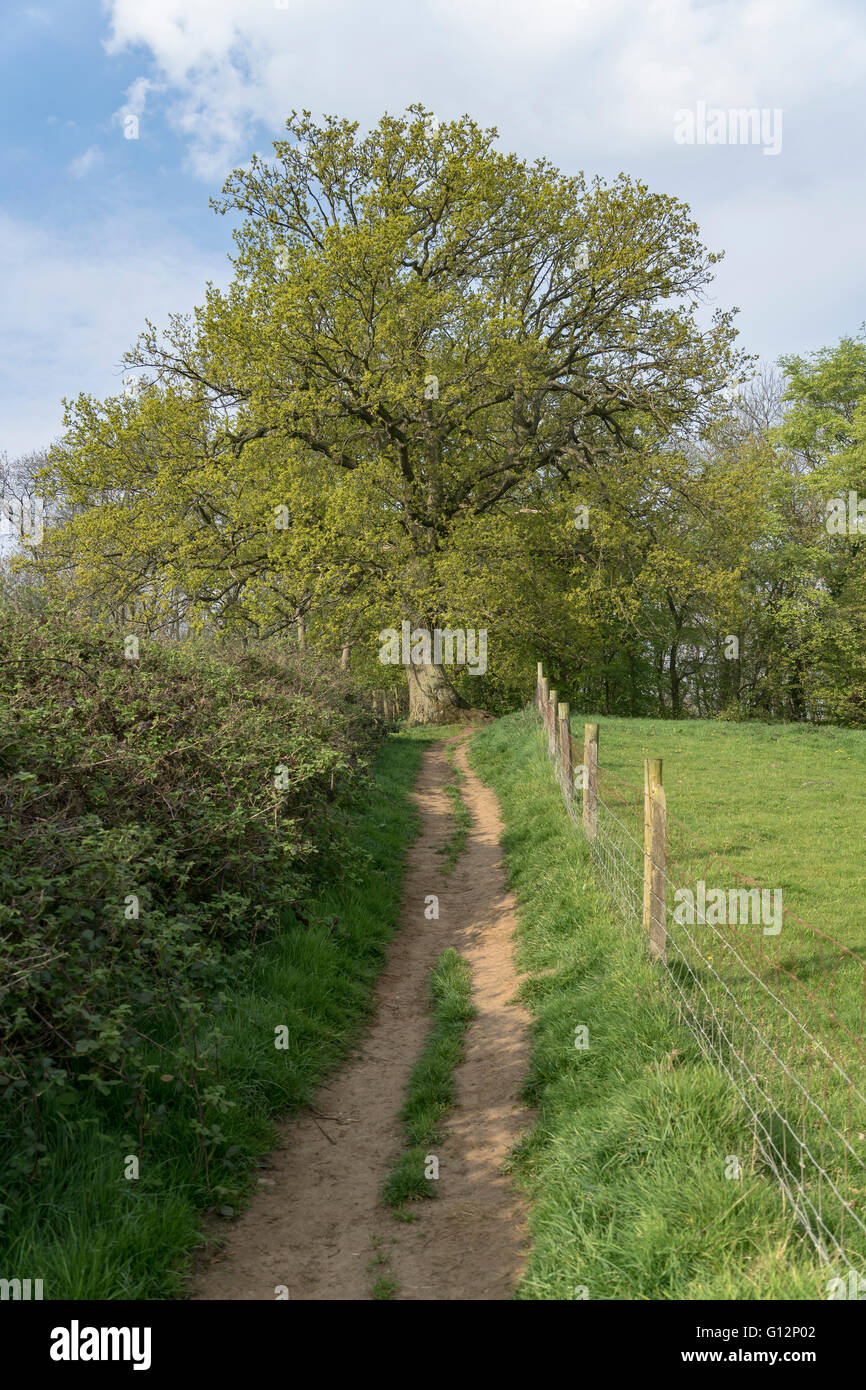 A pathway leading to woodland Stock Photo Alamy
