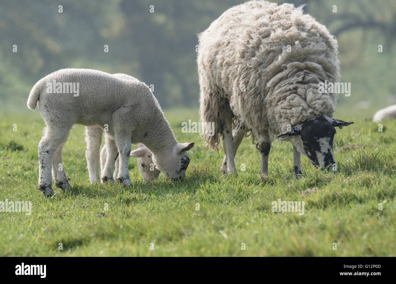 Baby spring lambs in a field Stock Photo - Alamy