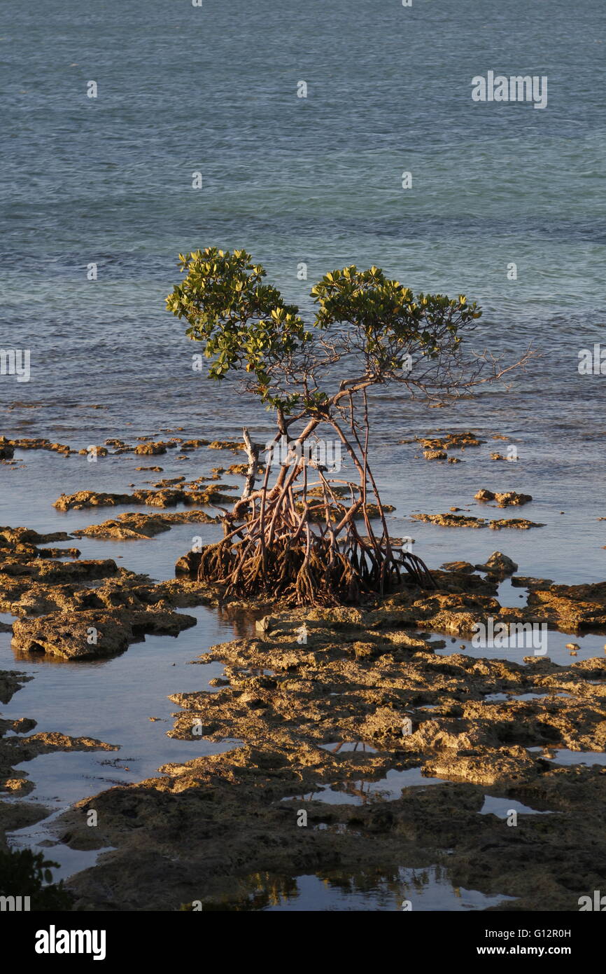 A red Mangrove, Rhizophora mangle,growing on Key Largo limestone in the Florida Keys Stock Photo