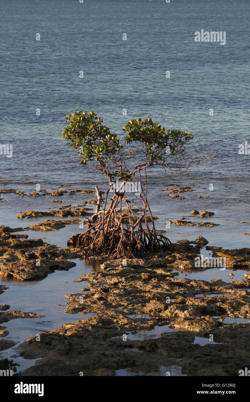 A red Mangrove, Rhizophora mangle,growing on Key Largo limestone in the Florida Keys Stock Photo