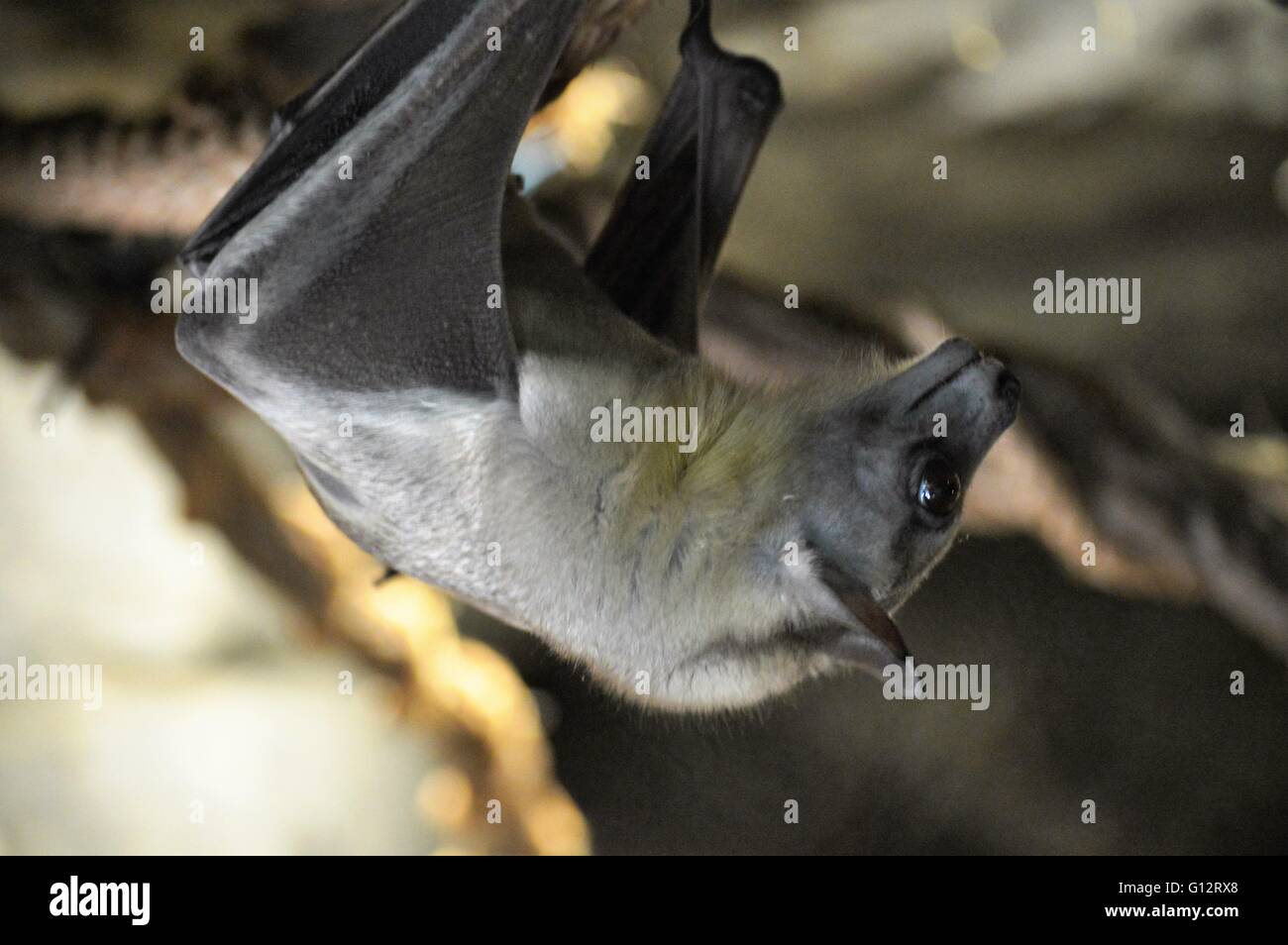 Cute bat upside down hi-res stock photography and images - Alamy