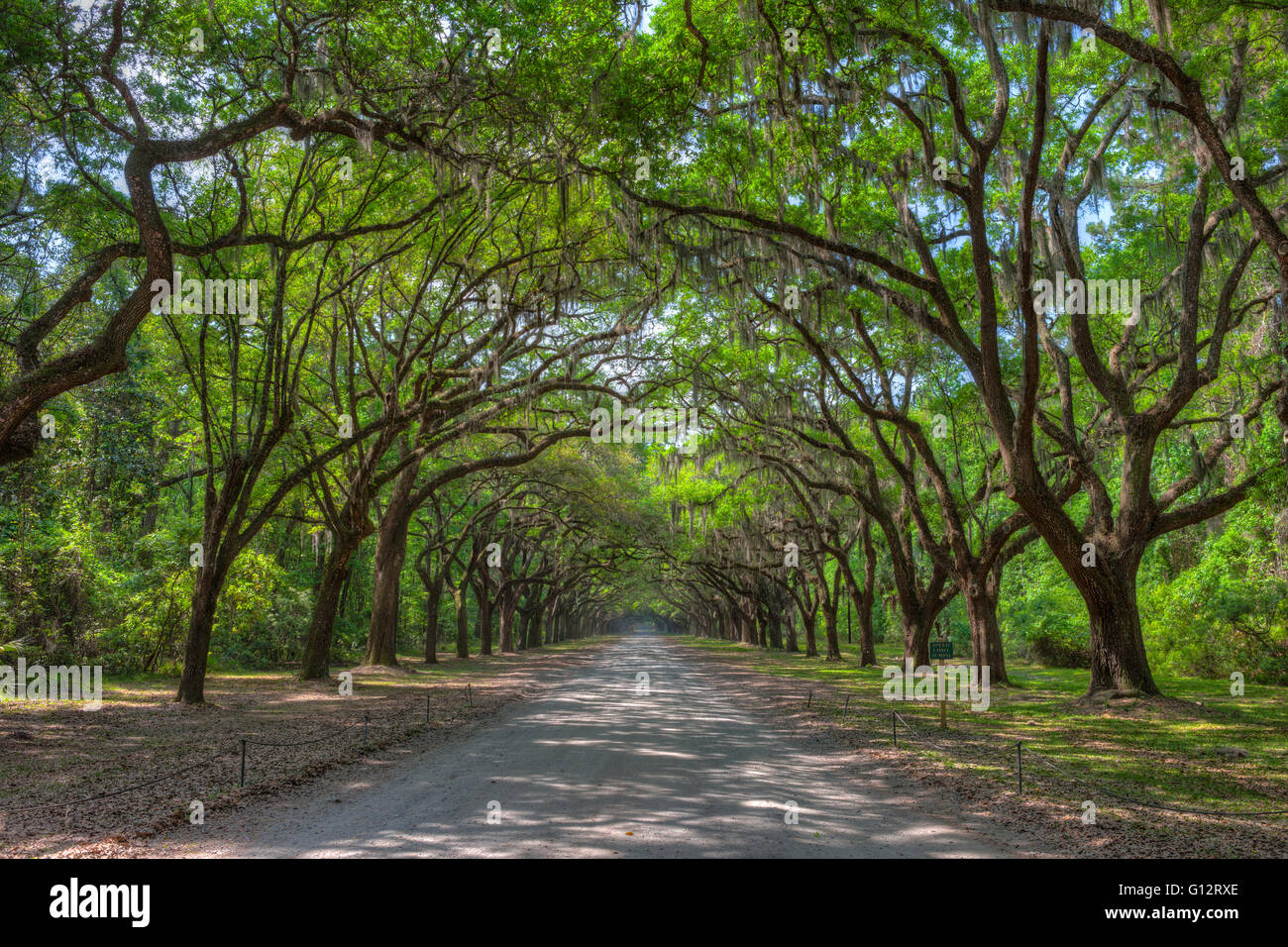 Live Oak trees draped with Spanish Moss line the entrance road to Wormsloe Plantation in Savannah, Georgia. Stock Photo