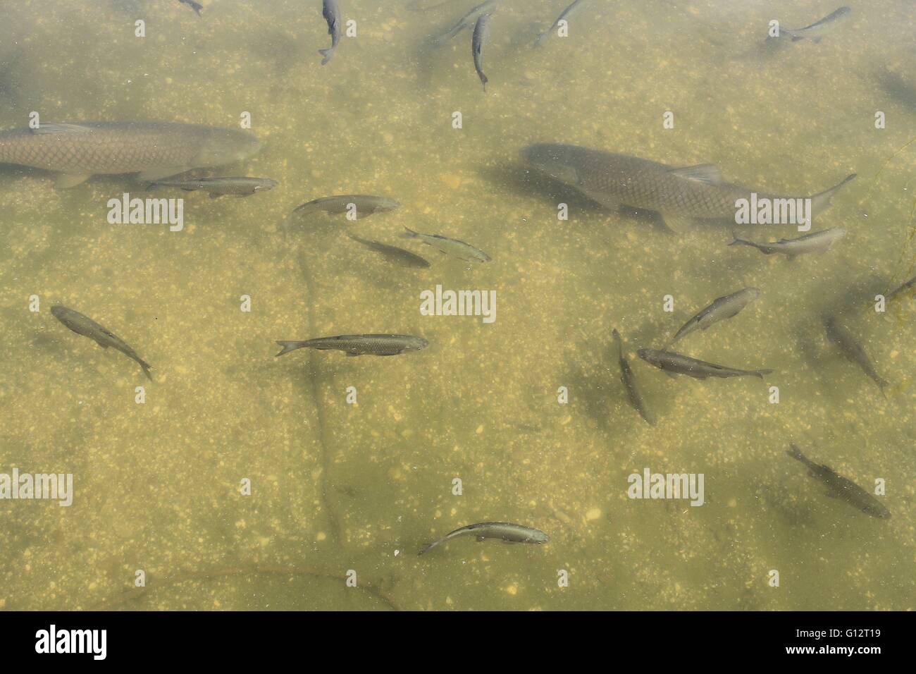 Pond fishing leisure water hi-res stock photography and images - Page 4 -  Alamy