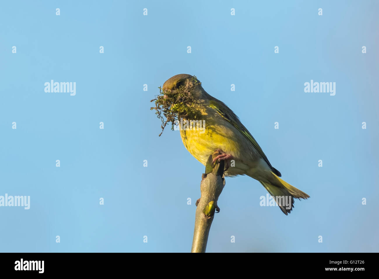 Greenfinch bird, Chloris chloris, gathering nesting material. This bird carries moss and perched on a branch. Stock Photo