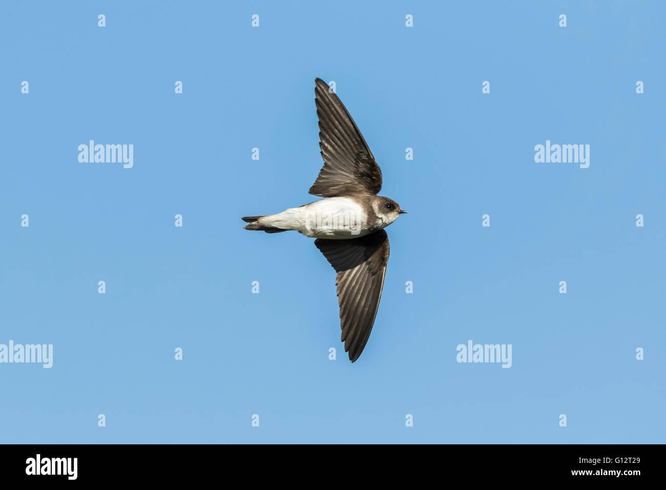 Sand martin, Riparia riparia, also known as bank swallow in flight, hovering in the sky in search for a prey. Stock Photo
