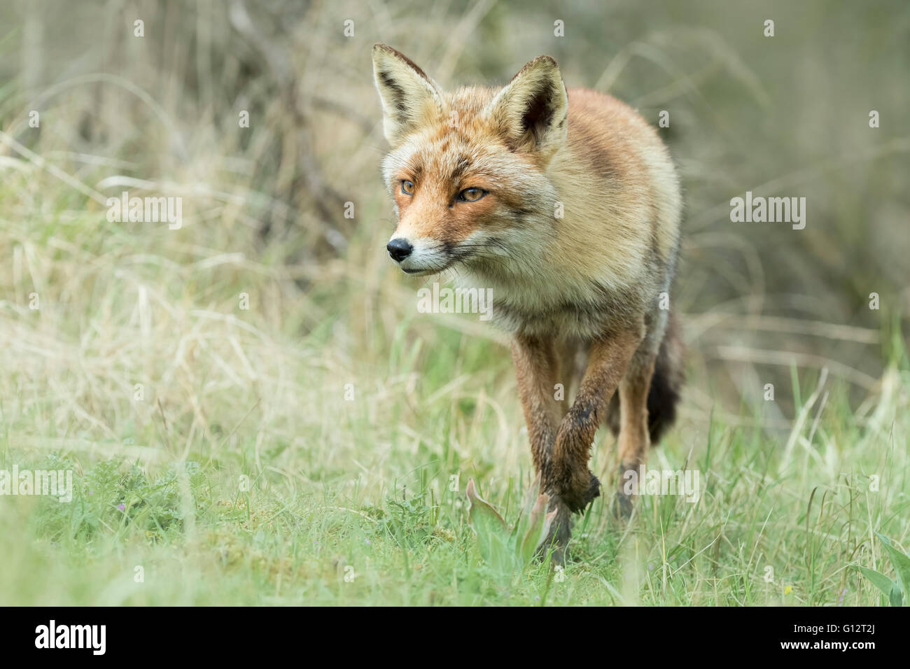 Wild young red fox (vulpes vulpes) vixen scavenging in a forest Stock Photo