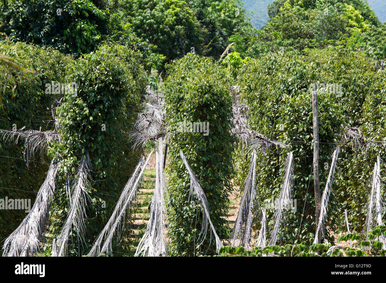 peppercorn plants at farm in Cambodia Stock Photo Alamy