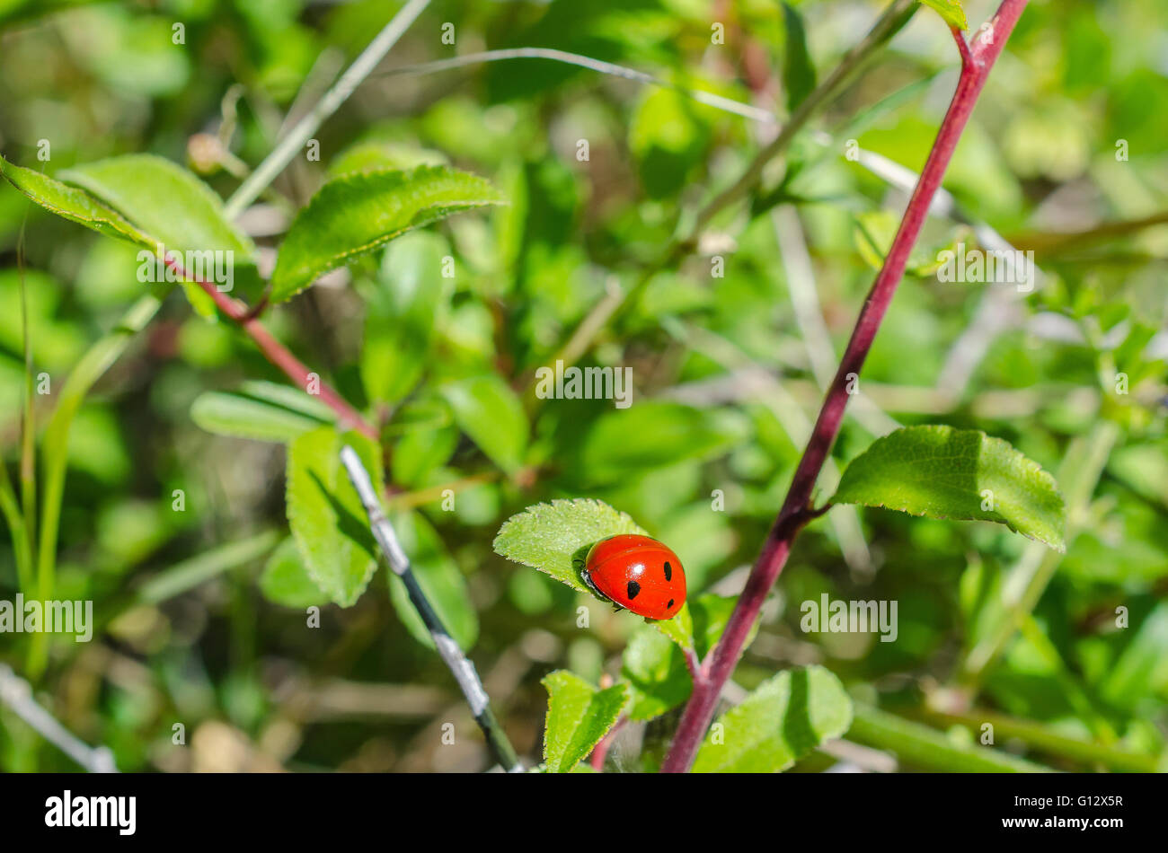 VAUGINES, VAUCLUSE 84 FRANCE Stock Photo