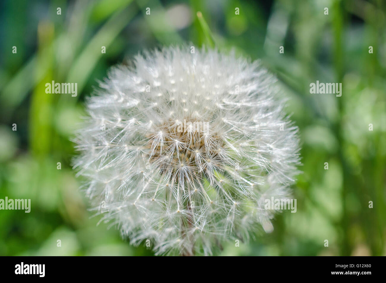 Pissenlit High Resolution Stock Photography And Images Alamy