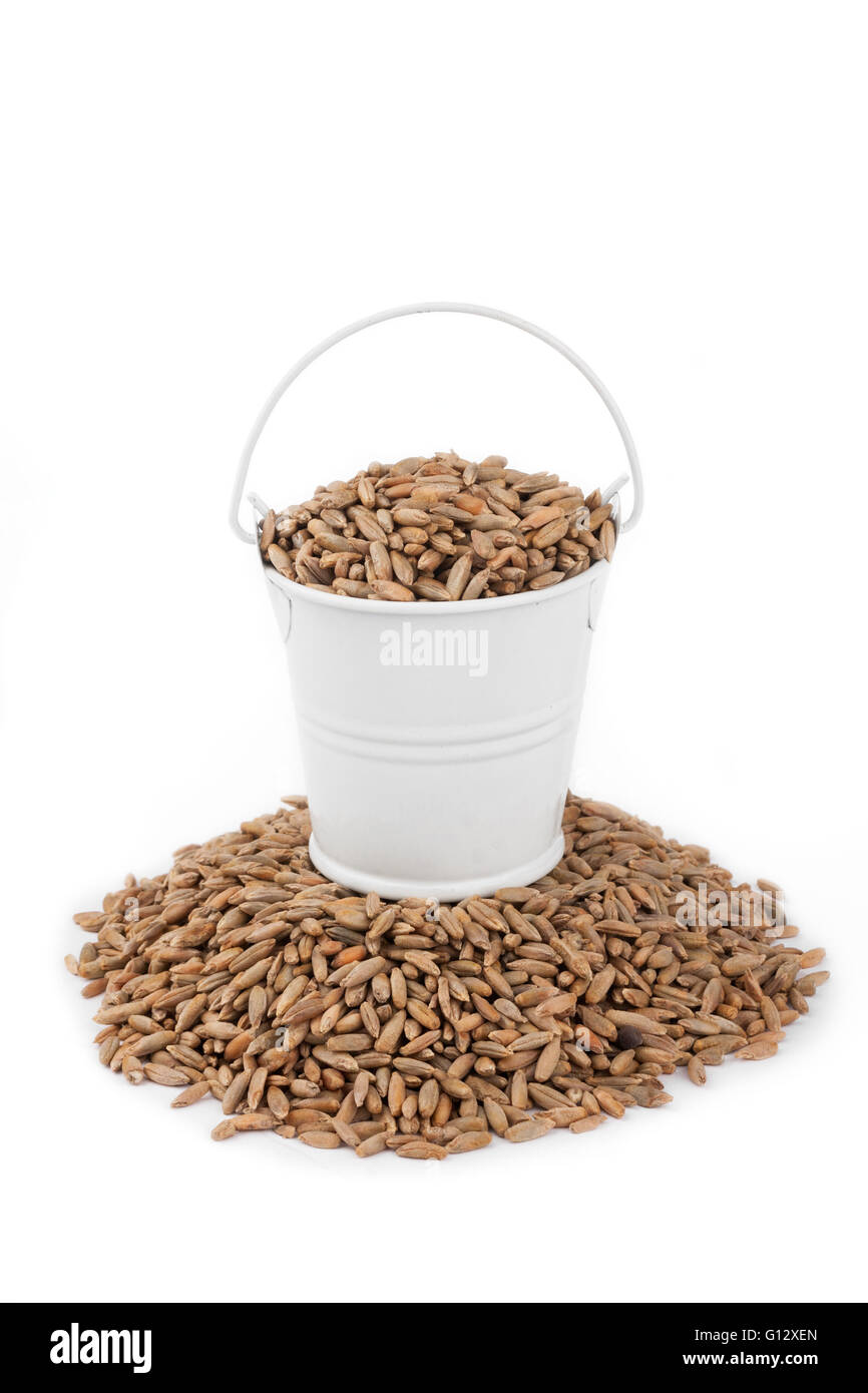 White bucket full of rye, stands on a heap rye, on a white background ...