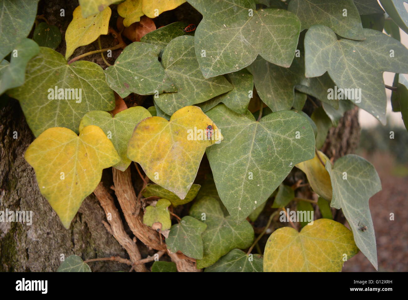 Bugs hanging out on ivy leaves Stock Photo Alamy