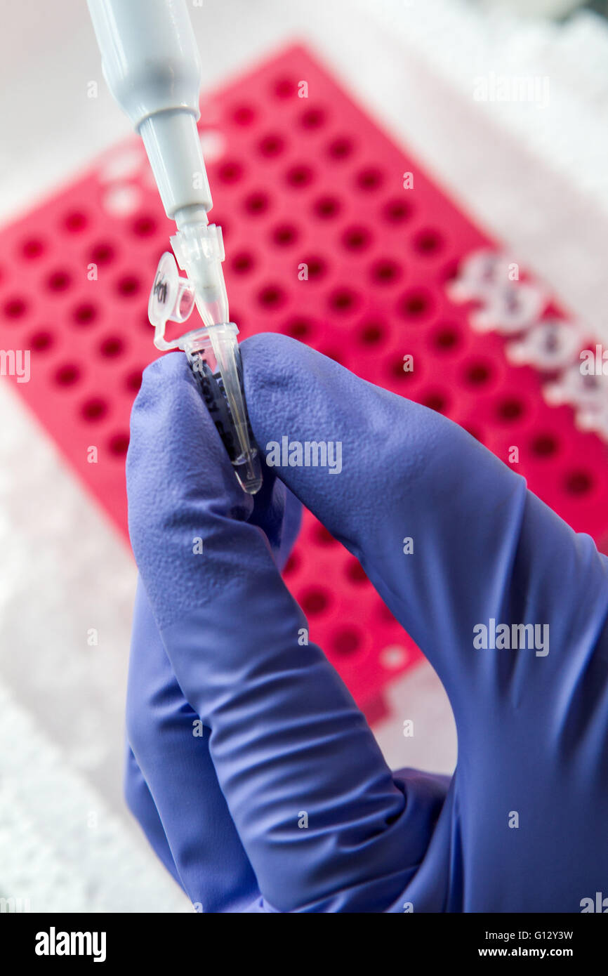 Lab technician hands using pipette Stock Photo Alamy