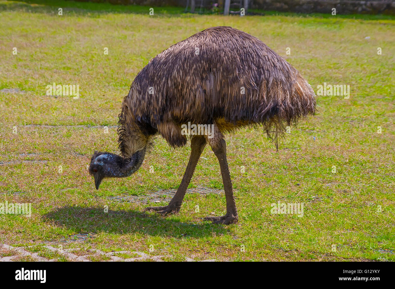 Male emu hi-res stock photography and images - Alamy