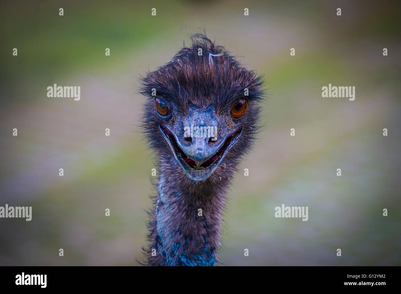 Brown eyes emu hi-res stock photography and images - Alamy