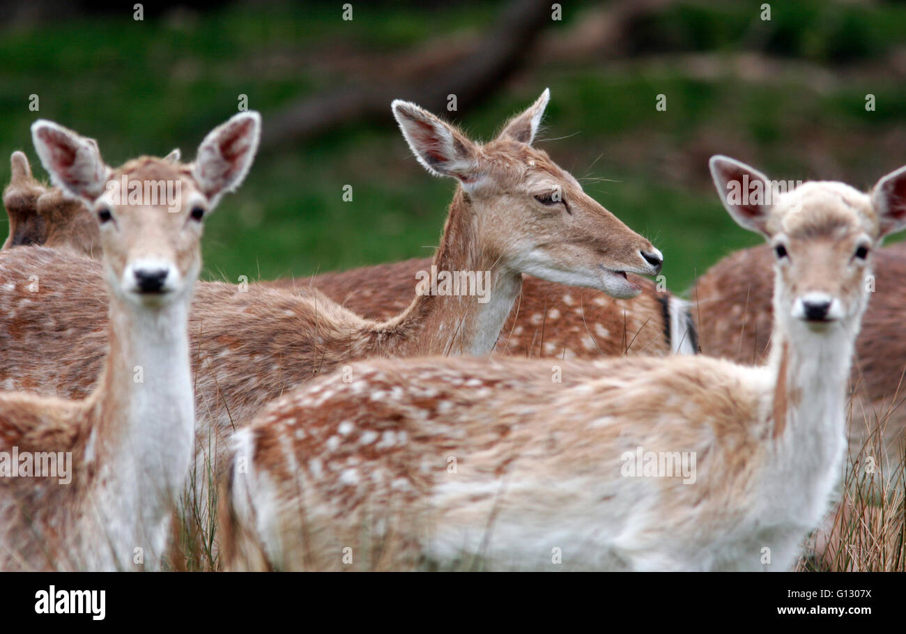 Female deer stand and sit in Richmond Park, south west London, Britain