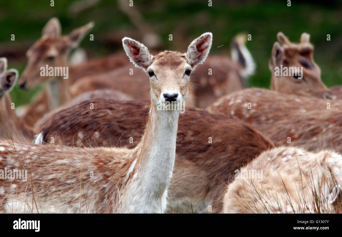 Female deer stand and sit in Richmond Park, south west London, Britain
