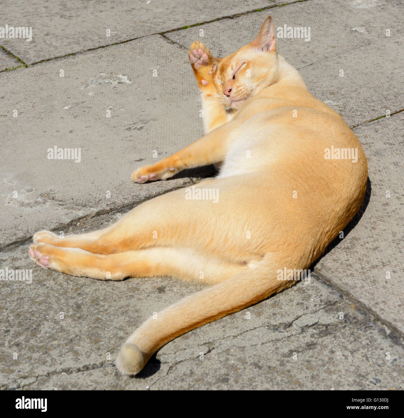 Cat laying down hires stock photography and images Alamy