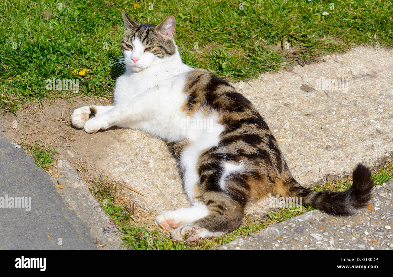 Tabby cat laying down relaxing. Stock Photo