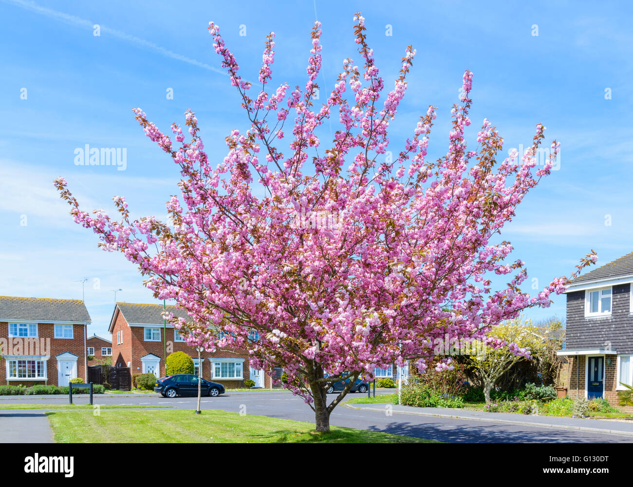Blossom tree uk hi-res stock photography and images - Alamy