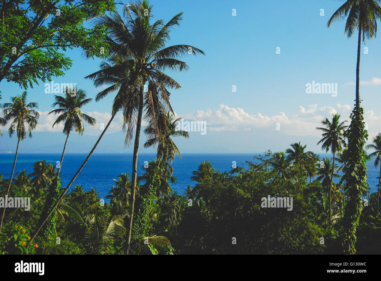 Palm trees on Bunaken Island in Sulawesi Stock Photo