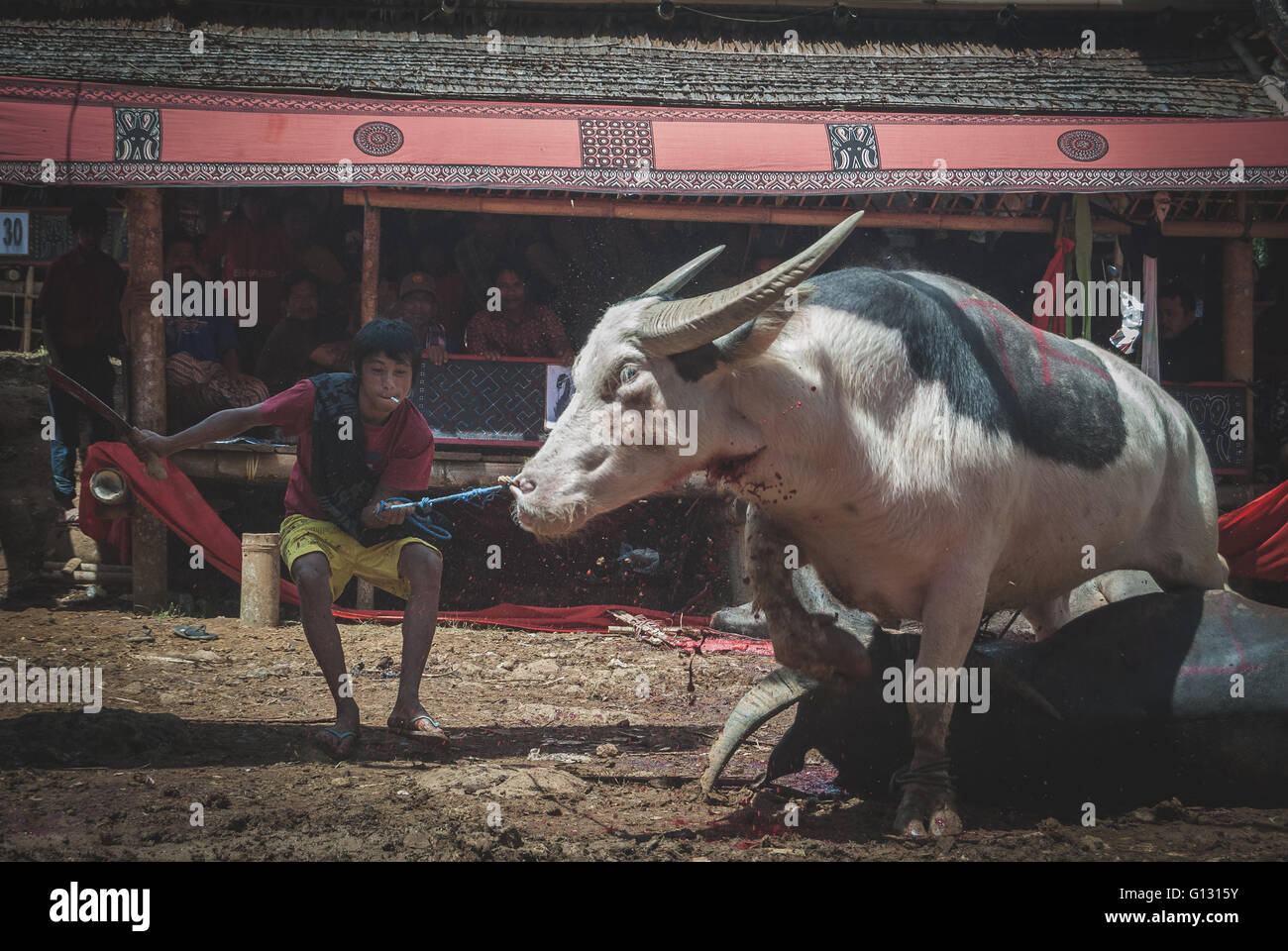 Funeral ceremony in Tana Toraja near Rantepao in Sulawesi. Cow's are slaughtered to ease the passage to the after life Stock Photo