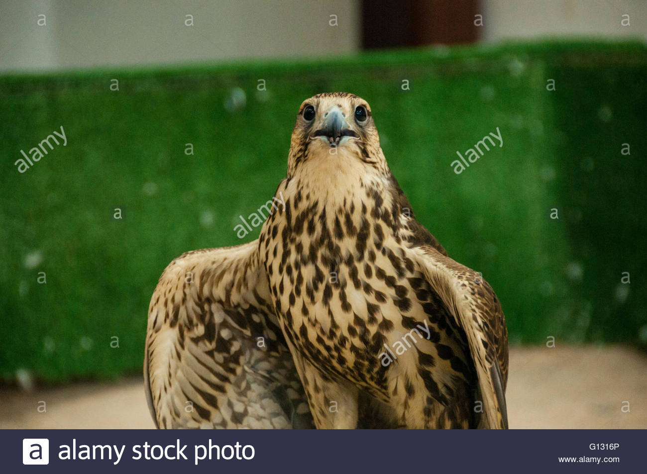 A Saker Falcon Rests On A Perch With Wings Outstretched At