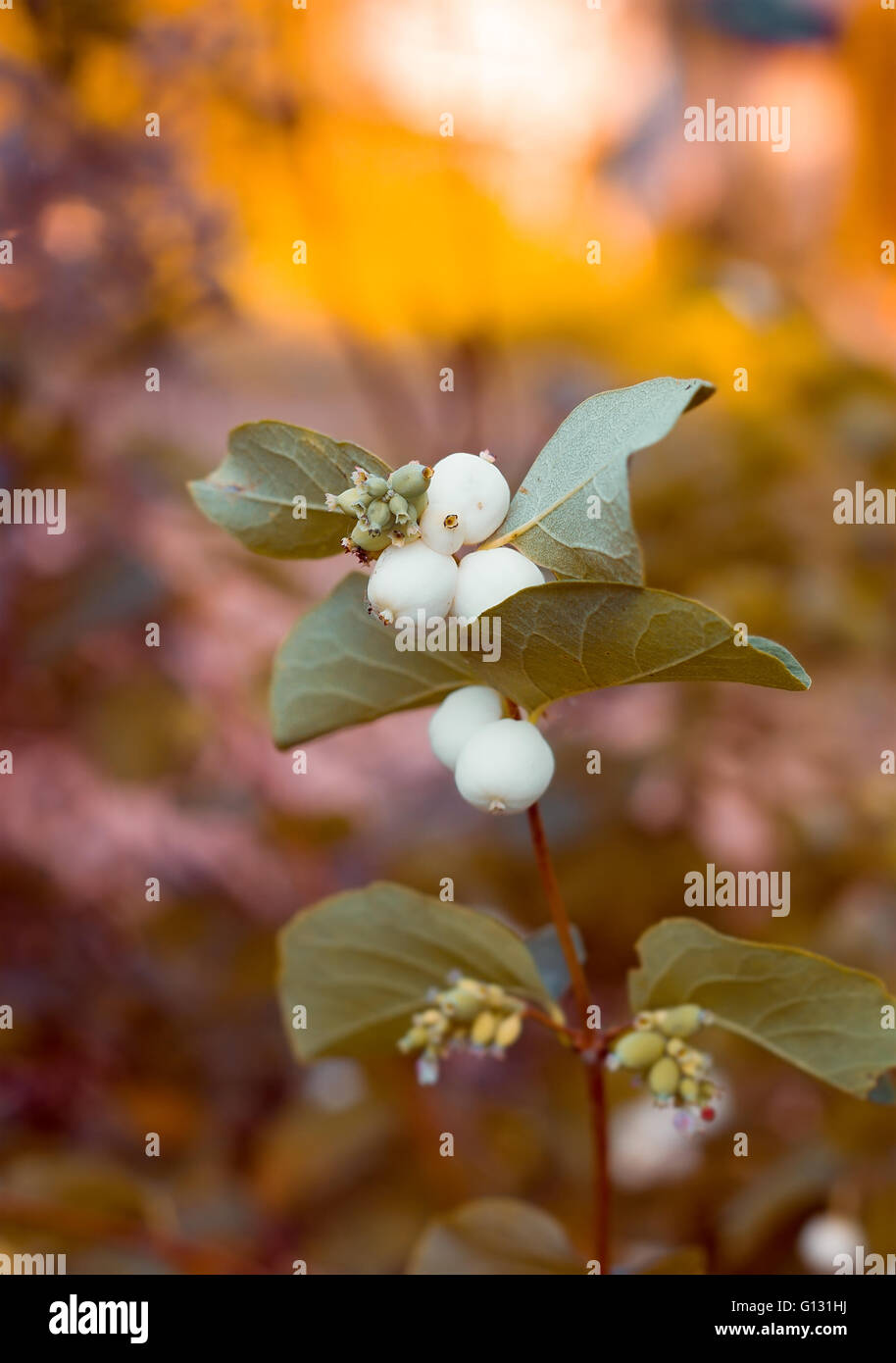Sprig with the fruits of snowberry Stock Photo
