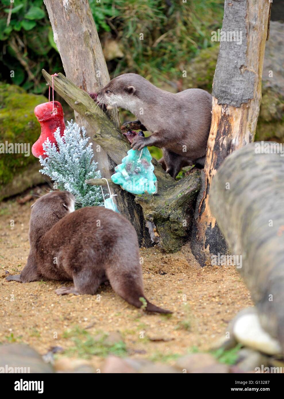 Zoo animals waking up hi-res stock photography and images - Alamy
