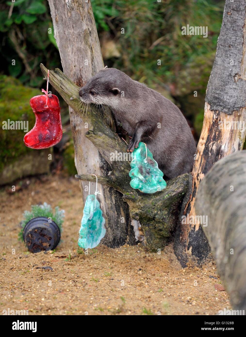 Zoo animals waking up hi-res stock photography and images - Alamy