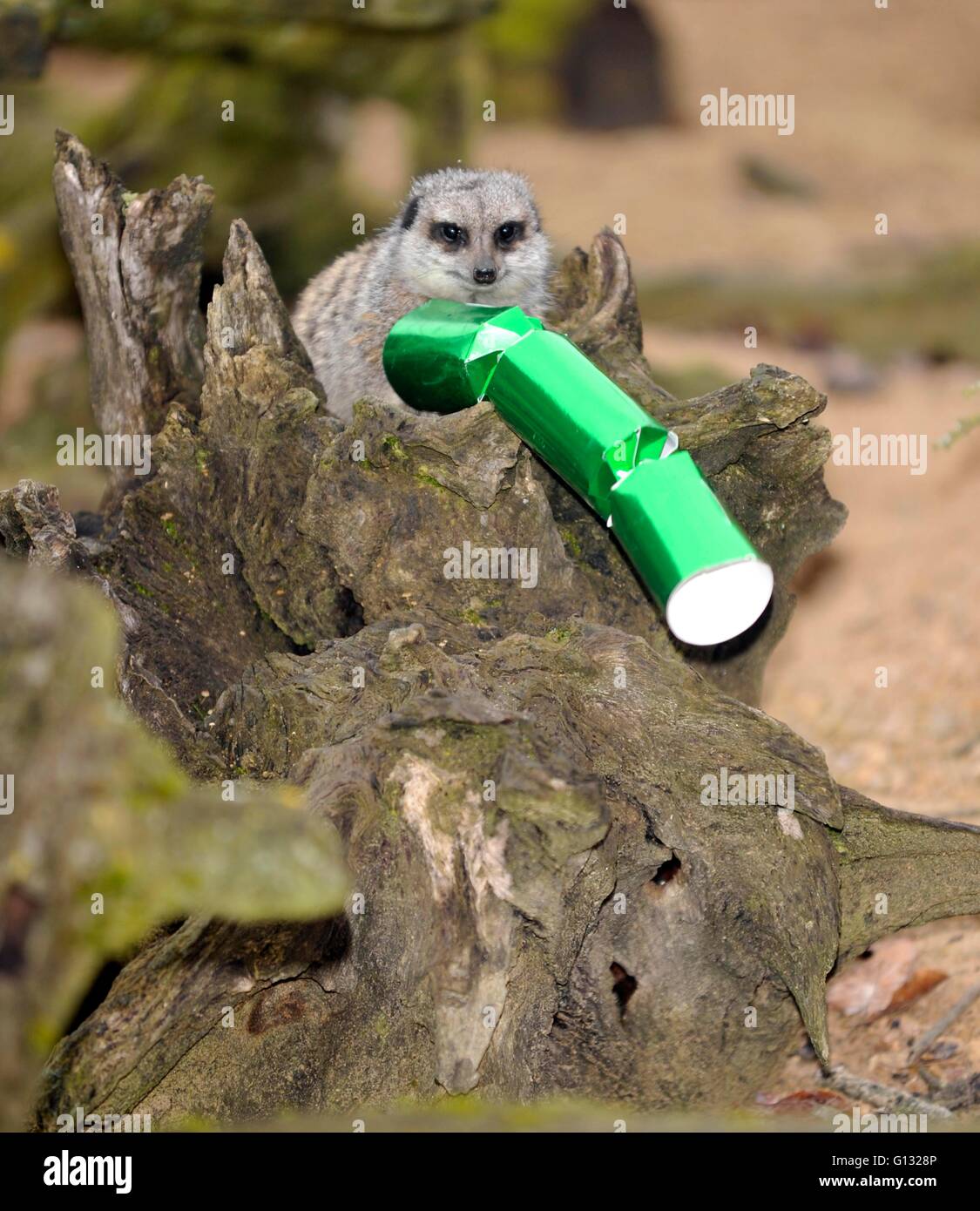 ZSL Whipsnade Zoo s Animals Will Be Waking Up To Christmas A Week Early As Keepers Give Them A 