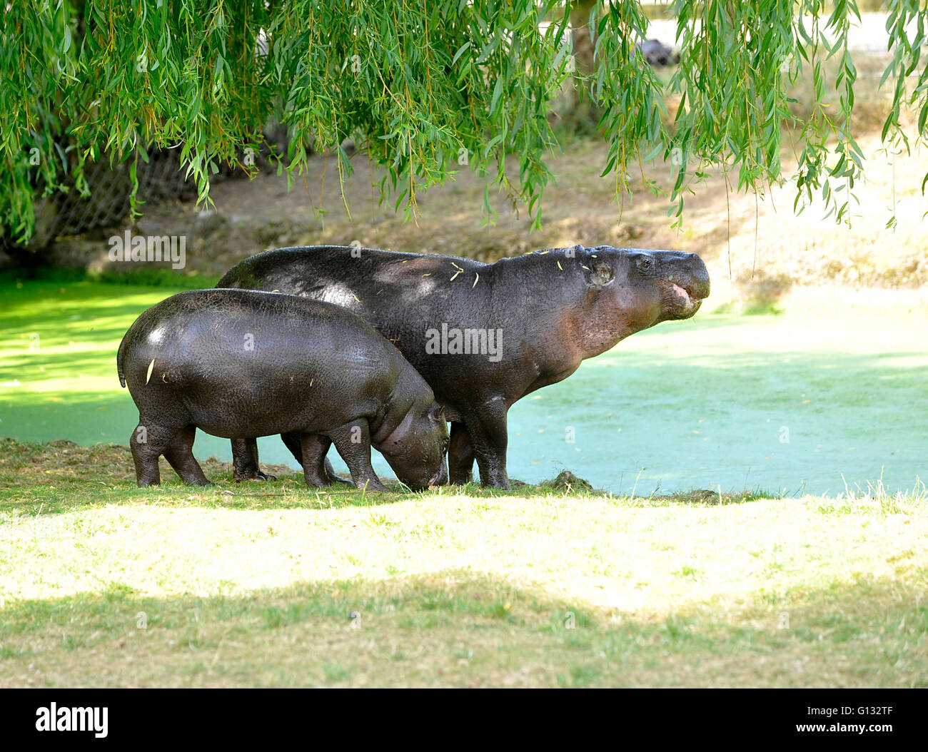 baby Pygmy Hippo at ZSL Whipsnade Zoo Stock Photo Alamy
