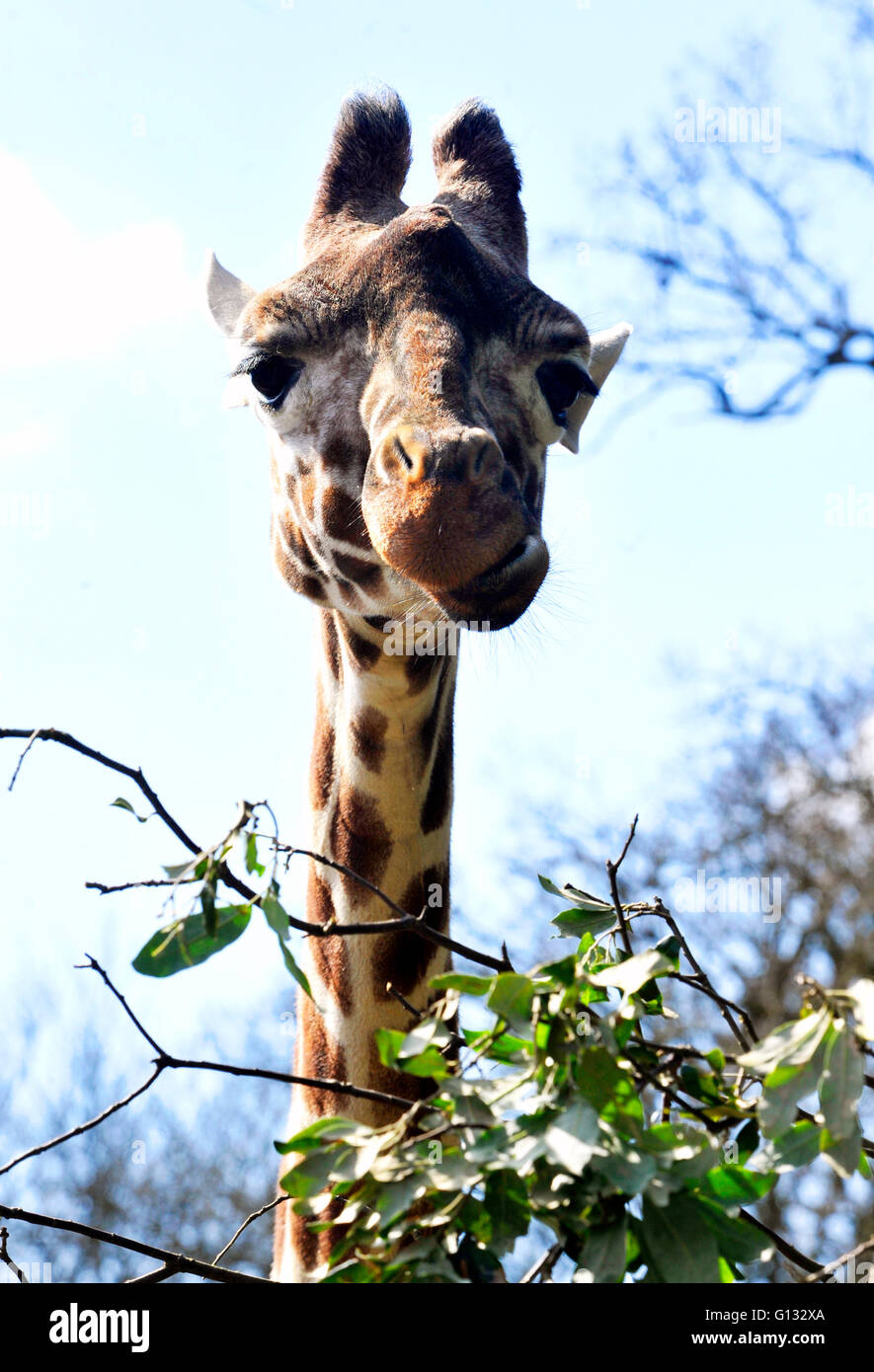 Reticulated  Giraffe at ZSL Whipsnade Zoo  enjoy the first day of the summer after the coldest march in uk history Stock Photo