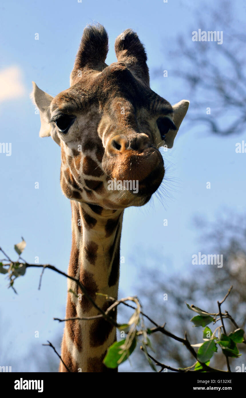 Reticulated  Giraffe at ZSL Whipsnade Zoo  enjoy the first day of the summer after the coldest march in uk history Stock Photo