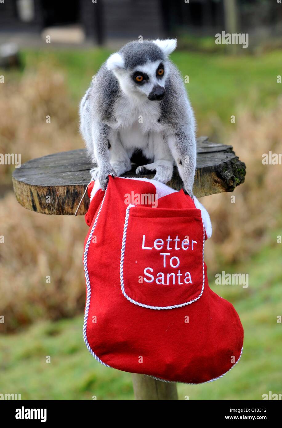 ZSL Whipsnade Zoo’s animals will be waking up to Christmas a week early