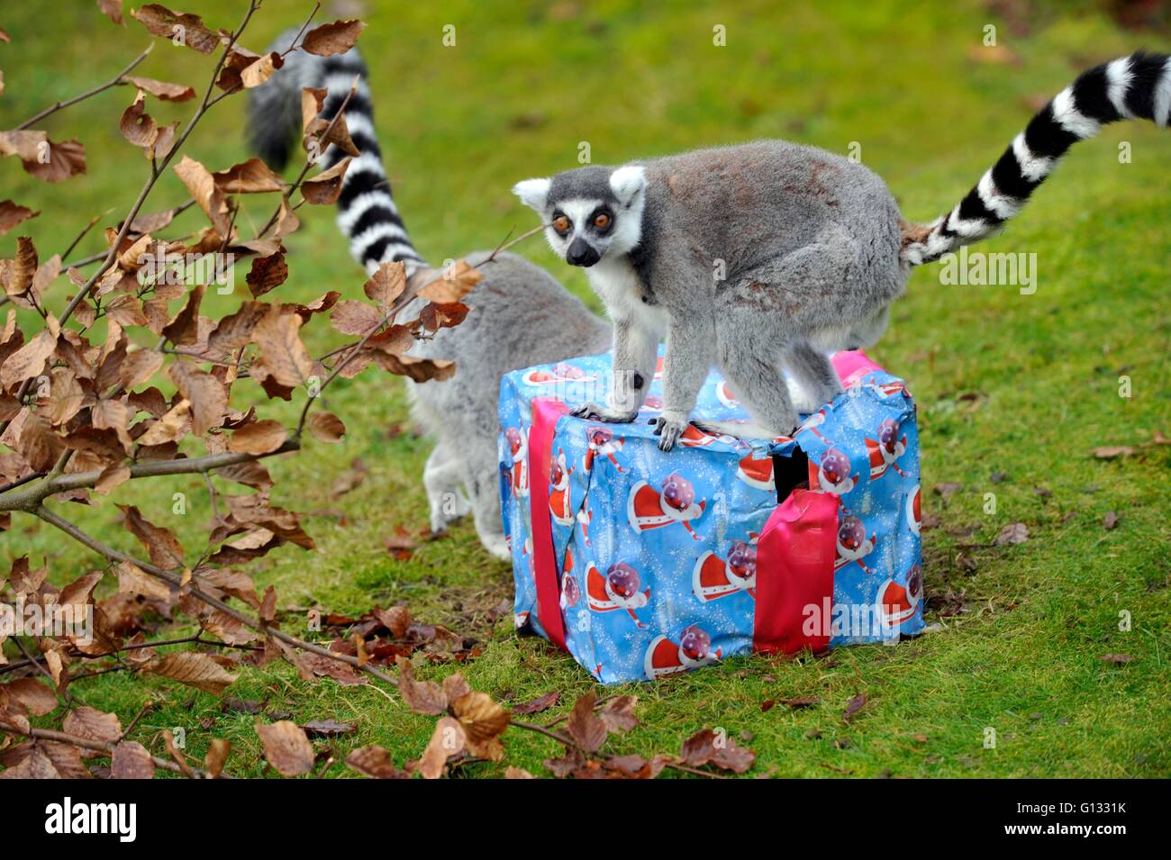 ZSL Whipsnade Zoo’s animals will be waking up to Christmas a week early