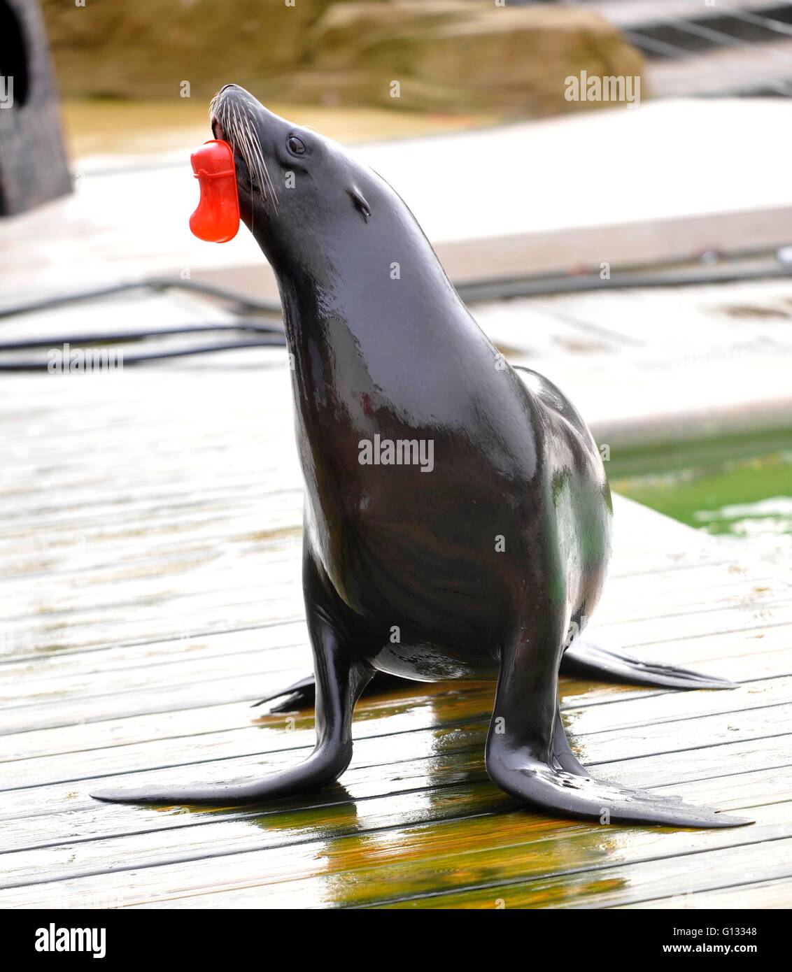 ZSL Whipsnade Zoo s Animals Will Be Waking Up To Christmas A Week Early As Keepers Give Them A 