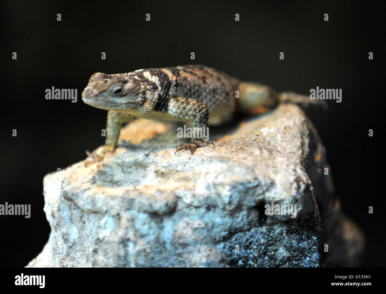 blue spiny lizard, at Whipsnade Zoo Stock Photo