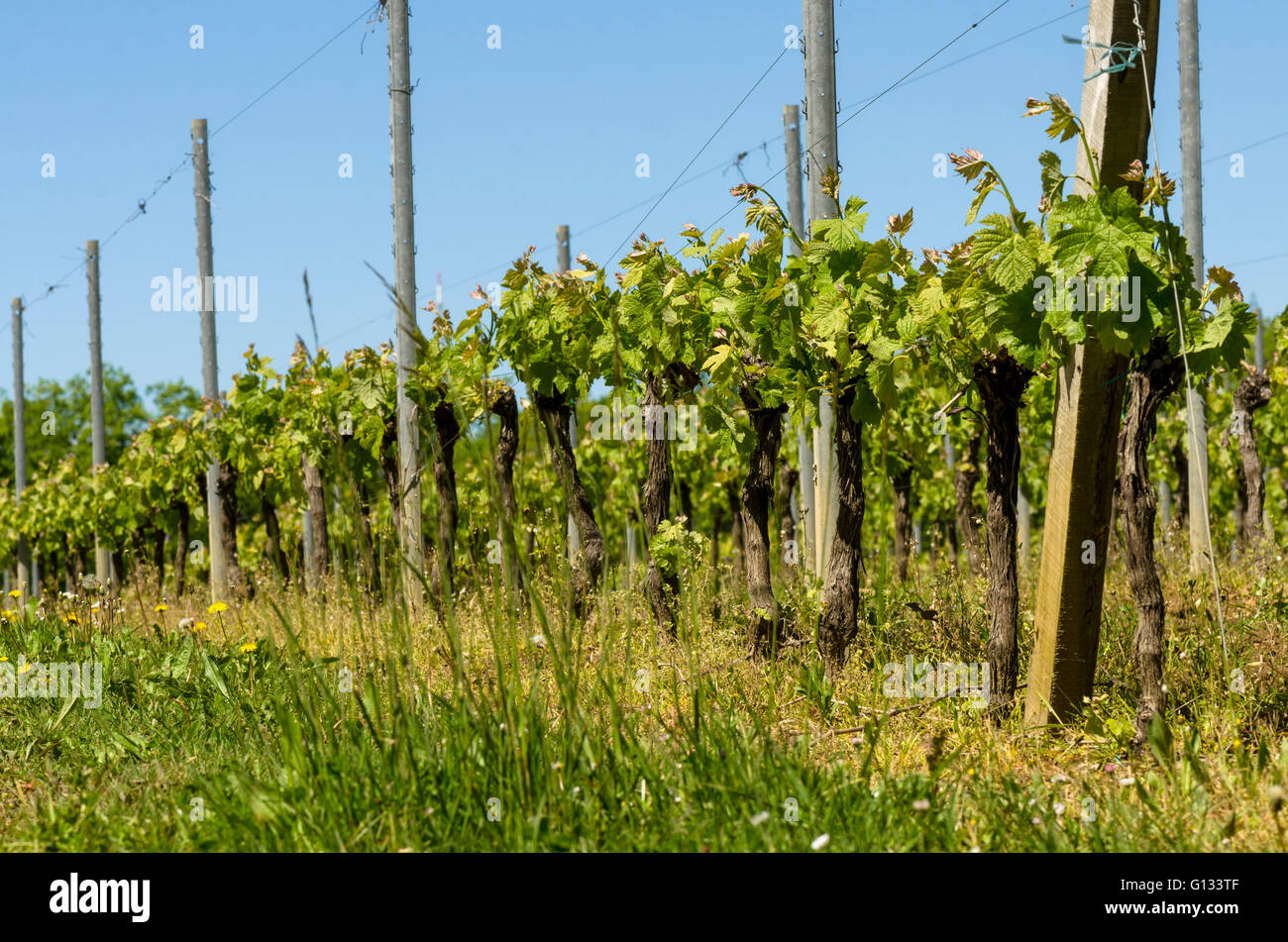 Carignan grape hires stock photography and images Alamy