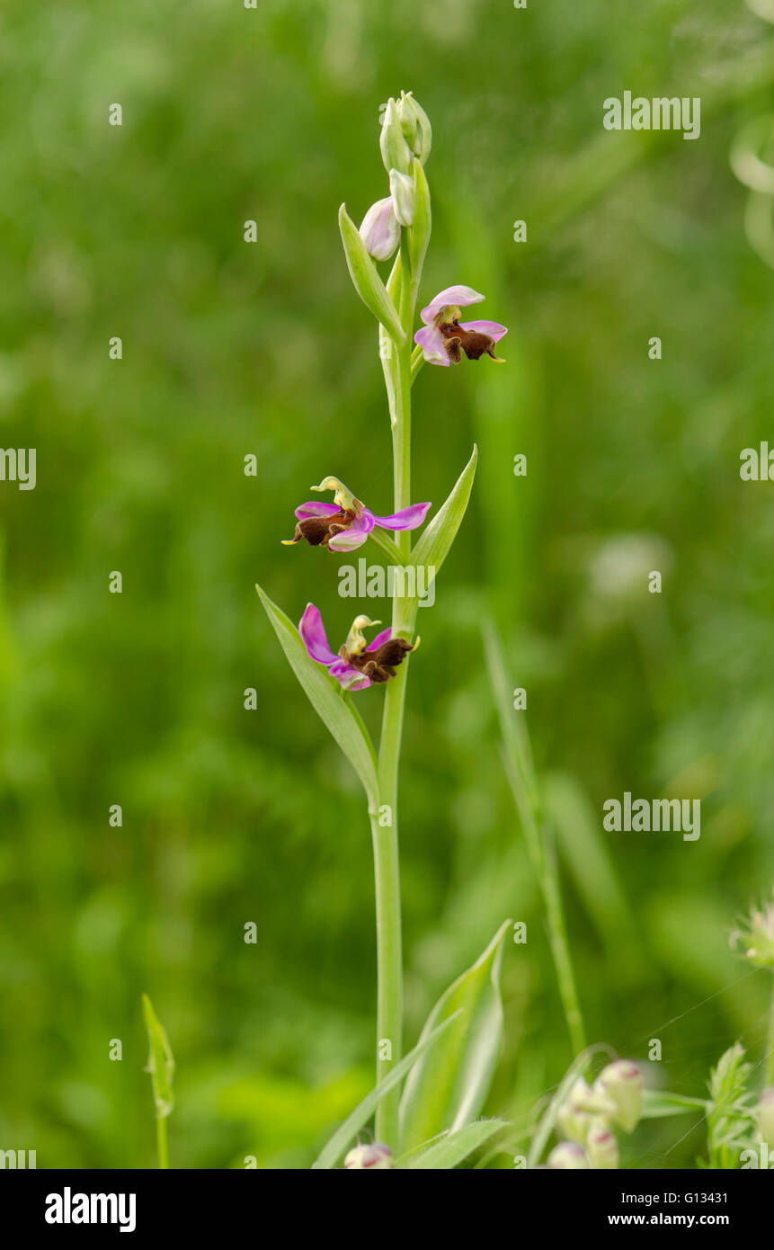 Almaraz bee orchid, Ophrys apifera var almaracensis, endemic wild orchid, Caceres, Spain. Stock Photo