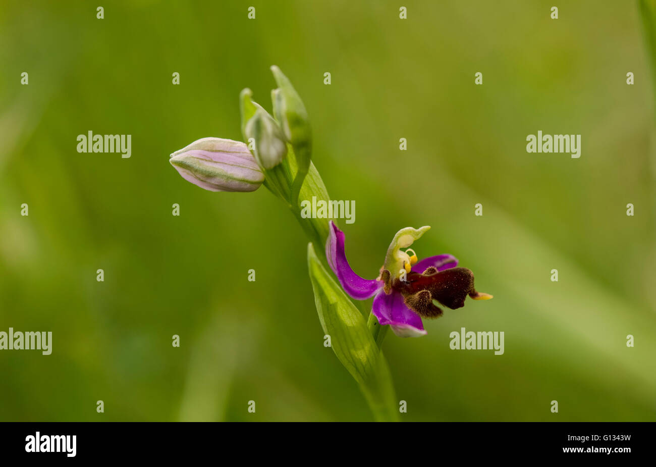 Almaraz bee orchid, Ophrys apifera var almaracensis, endemic wild orchid, Caceres, Spain. Stock Photo