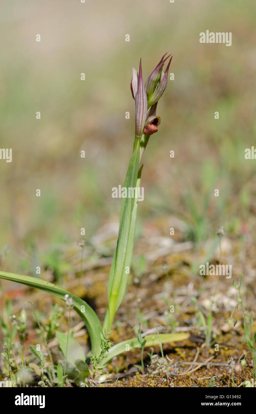 Small-flowered tongue-orchid, Serapias parviflora, wild orchid in Andalusia, Spain. Stock Photo