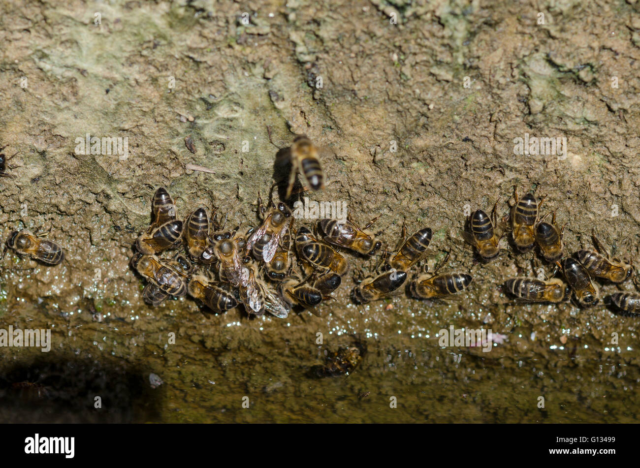 European Western honey bees, apis mellifera drinking from well