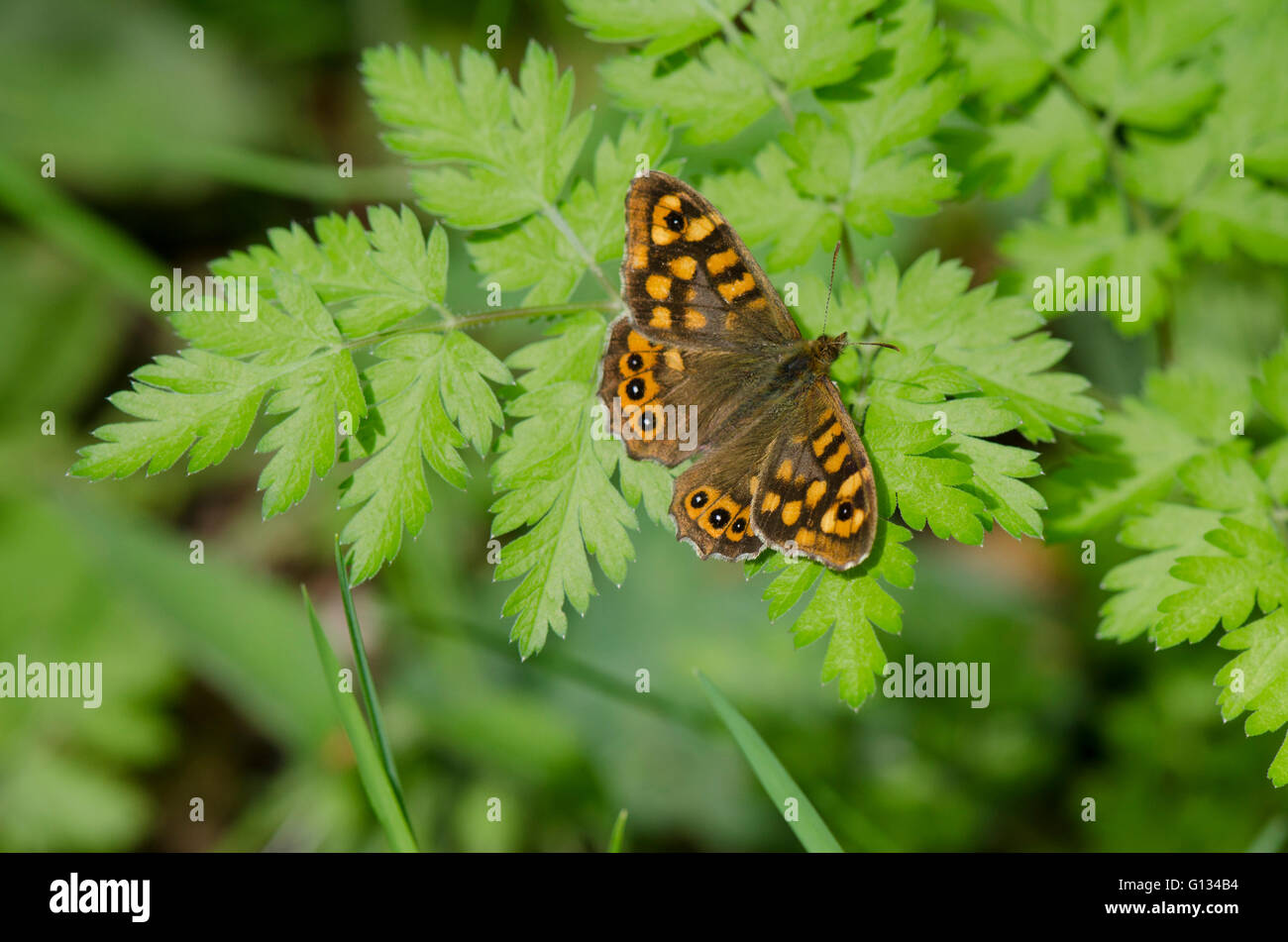 Speckled wood, butterfly, Pararge aegeria, sunbathing, Bordeaux, France. Stock Photo