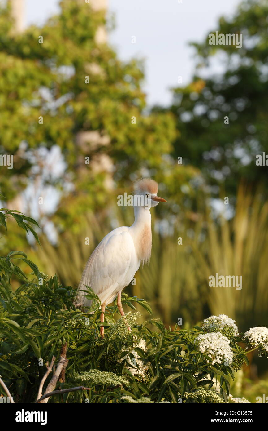 A Cattle Egret, Bubulcus ibis, in breeding plumage Stock Photo - Alamy