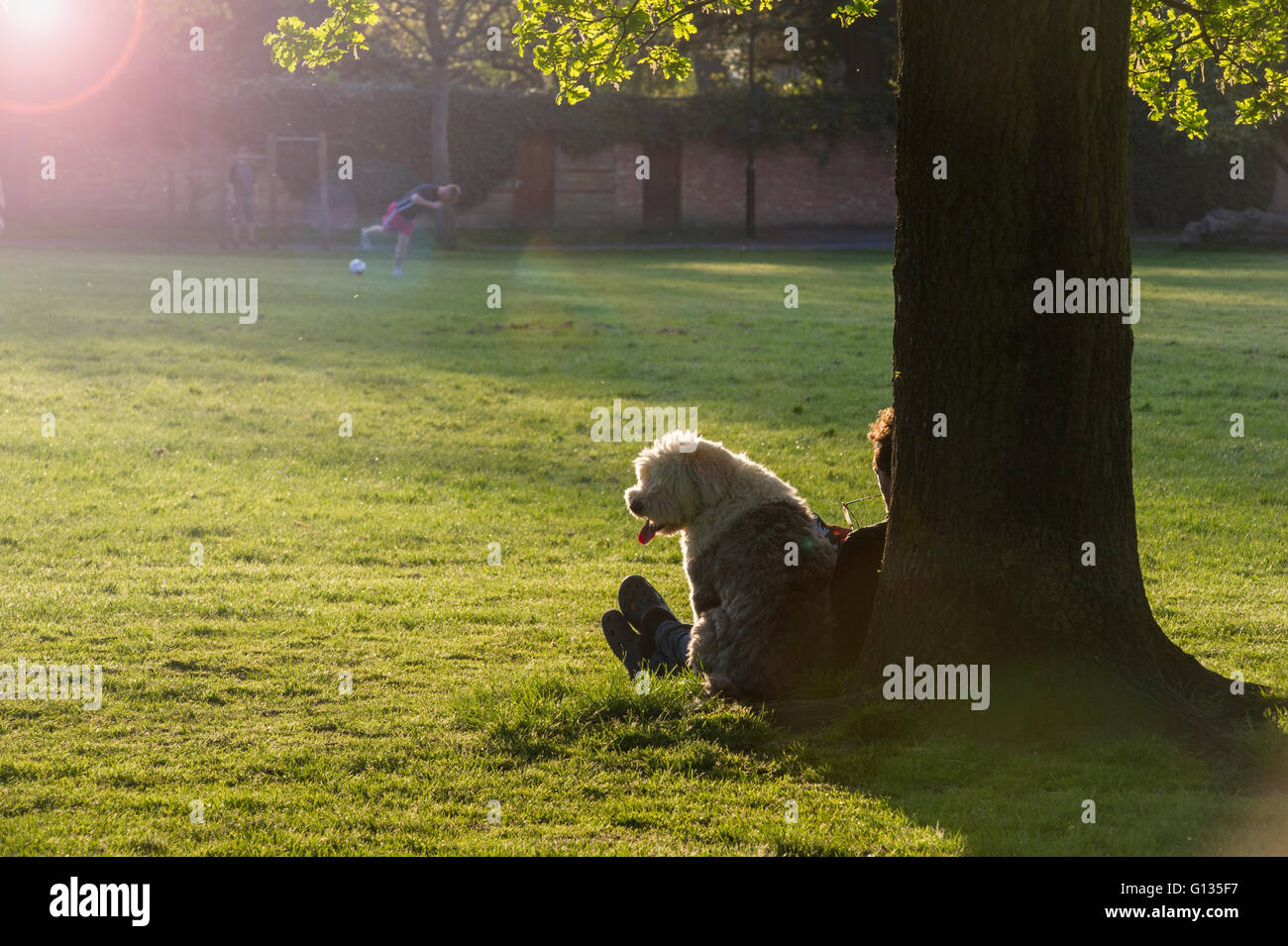 Old English Sheepdog Resting In Green Grass Stock Photo, Picture