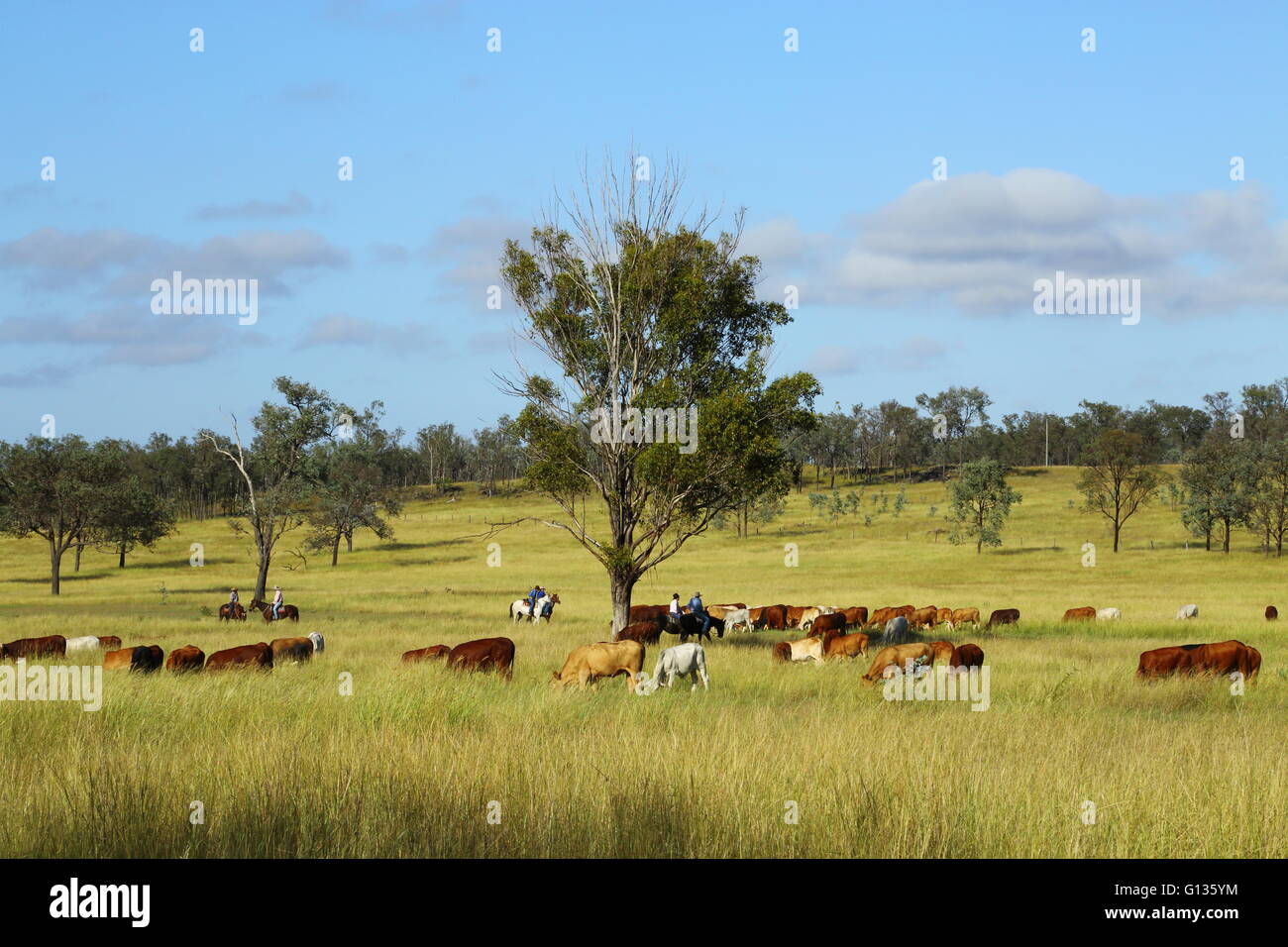 Cattle grazing near Eidsvold, Queensland, Australia during a cattle drive. Stock Photo