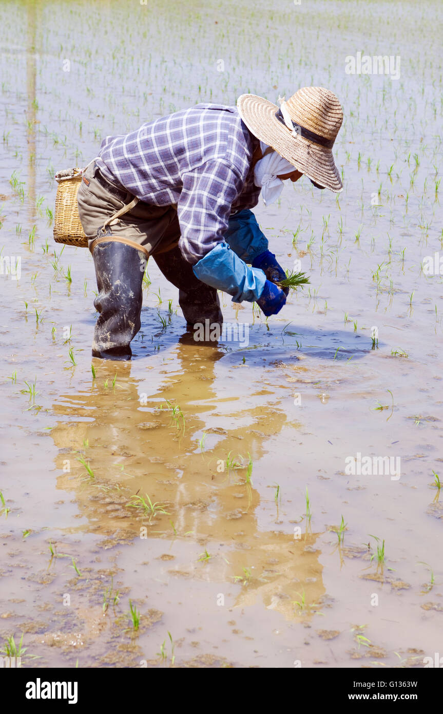 A Japanese farmer planting rice in a flooded paddy by hand, Image taken ...