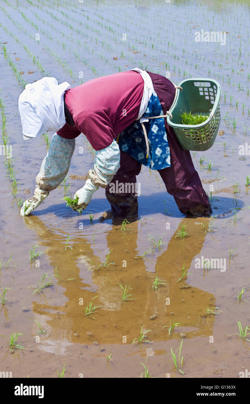 A Japanese farmer planting rice in a flooded paddy by hand, Image taken ...